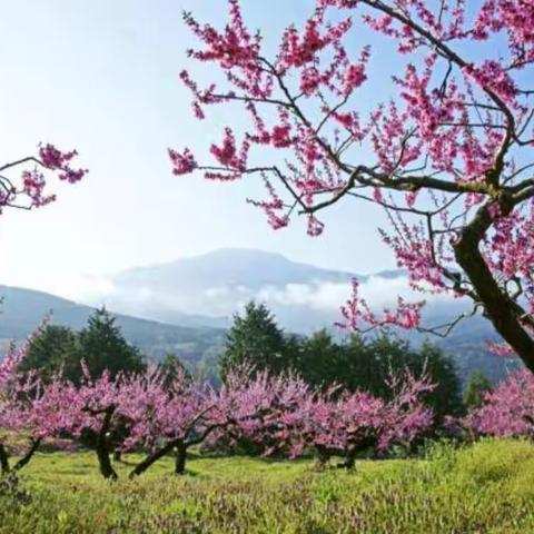 十里桃花不及你们的美！         ——致银河之星