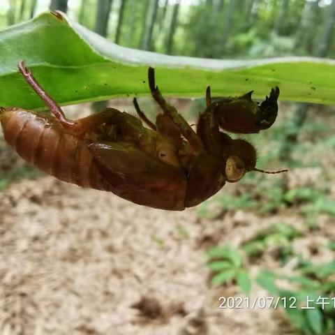 挡风的墙