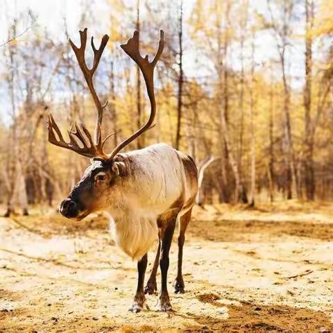 云下牧歌-湿情桦意 呼伦贝尔秋色限定