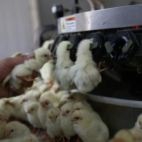 2021.6.21日《看蛋价侃天下》