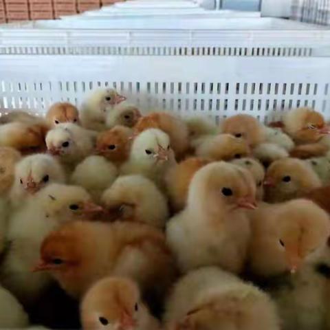 2022.5.9日《看蛋价侃天下》