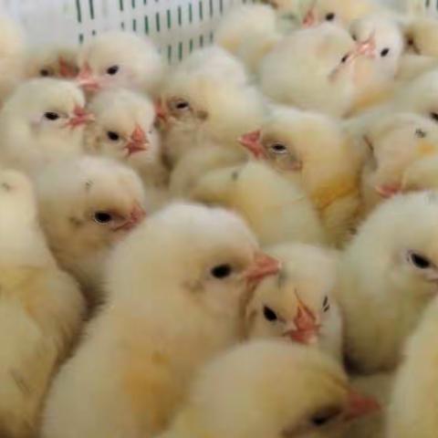 2022.10.31日《看蛋价侃天下》