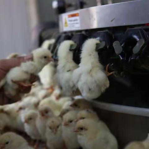 2022.10.1日《看蛋价侃天下》