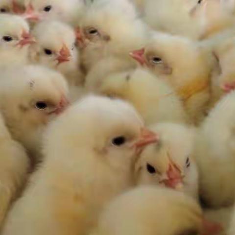 2022.6.21日《看蛋价侃天下》