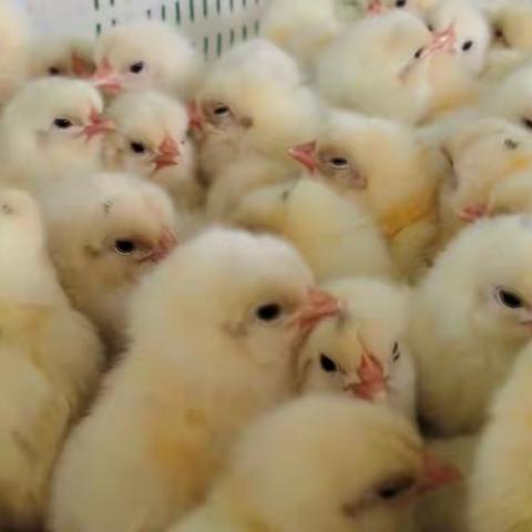 2023.4.9日《看蛋价侃天下》