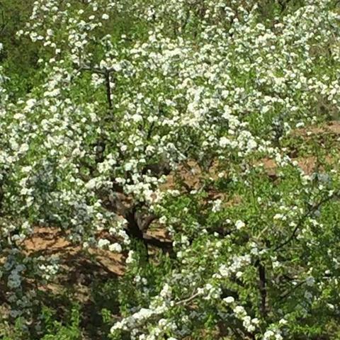 龙口梨花盛景