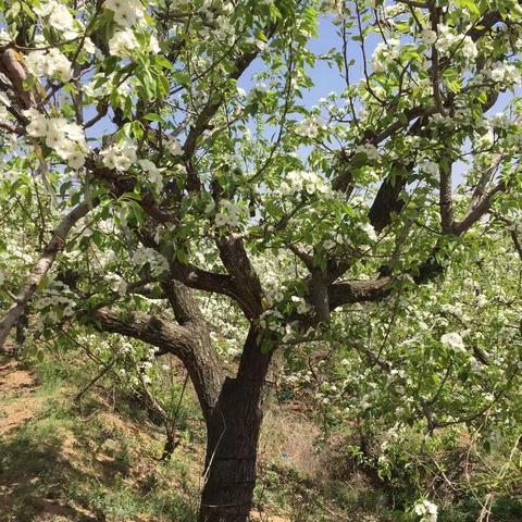 春风十里寻花路