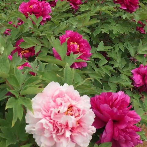 春来牡丹开——鲁东大学牡丹园掠影