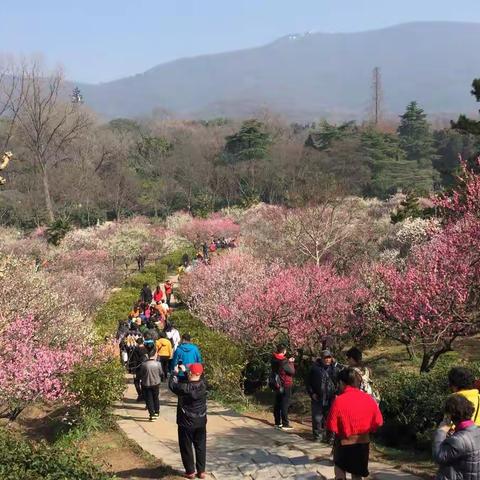 南京梅花山赏梅                  2018.3.10