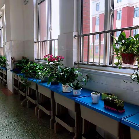 清新绿植，美丽心灵--峄州小学开展绿植进校园实践活动