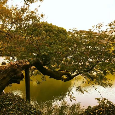 苏州沧浪亭记20191021