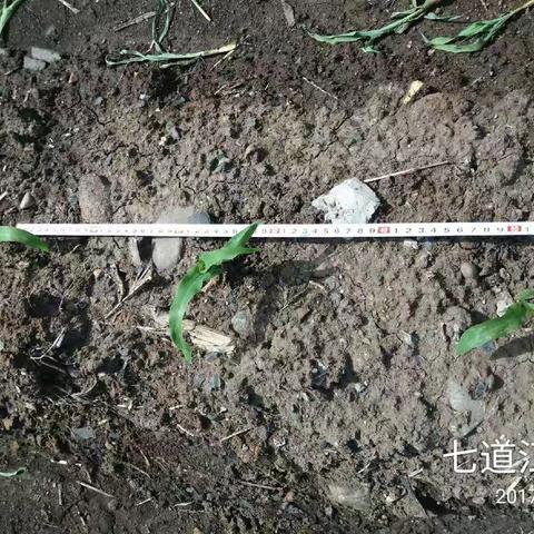 广德新品种信息发布