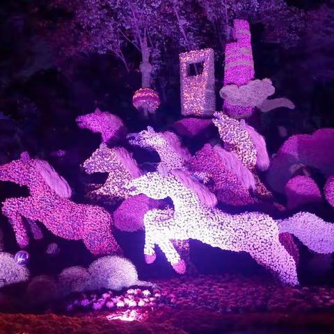 2019年11月上海共青森林公园菊花展