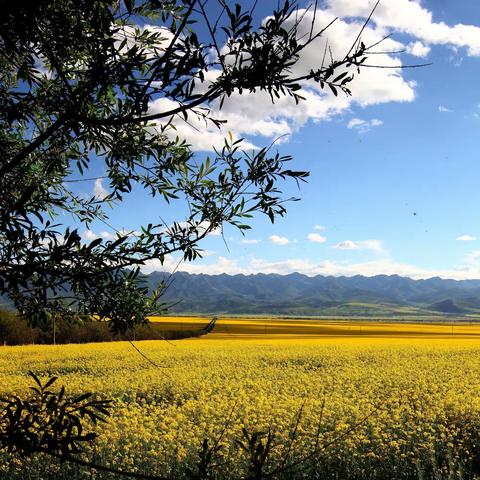 门源七月菜花黄