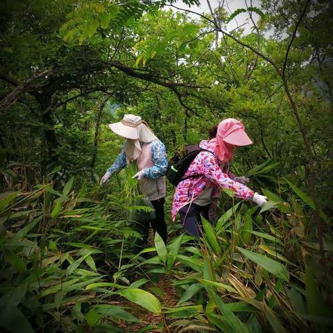 天塘岗顶粽叶香