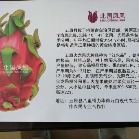 梅花朵朵的美篇