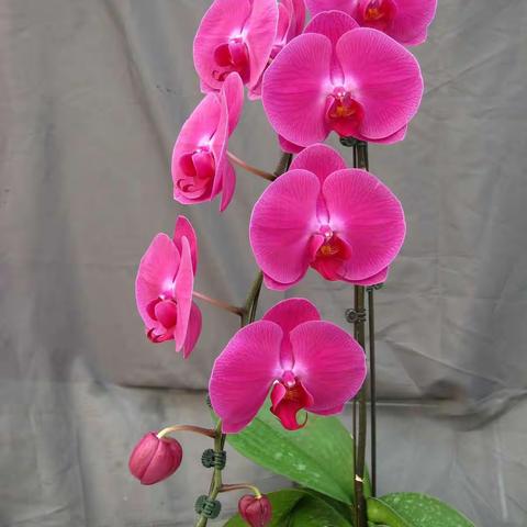 新百盛蝴蝶兰2021年2-3月中苗明细