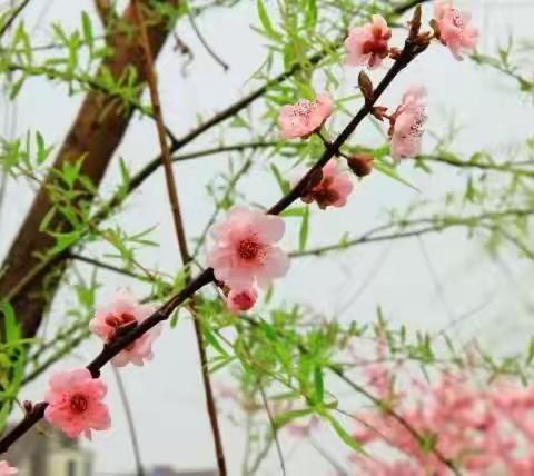 大峪片区网格办三月第4周工作纪实