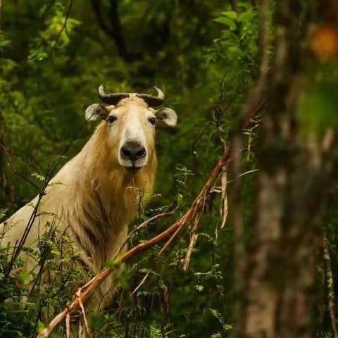 长安区大峪国有生态林场3月份第三周工作纪实