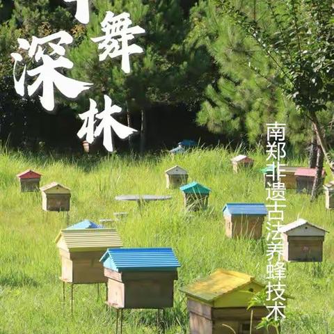 大山起舞小蜜蜂