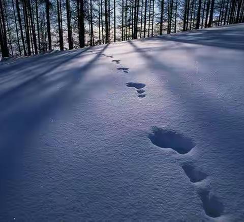 洒在雪地上的诗行（外二首）