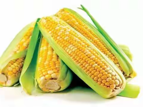 玉米飘香山窝窝