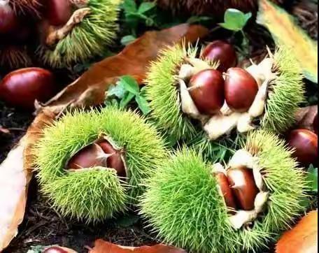 又到金秋板栗红