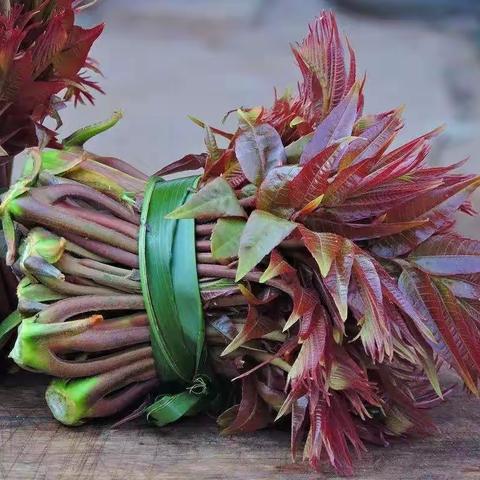 又到红椿发芽时