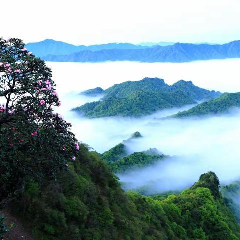 红寺岭上开杜鹃