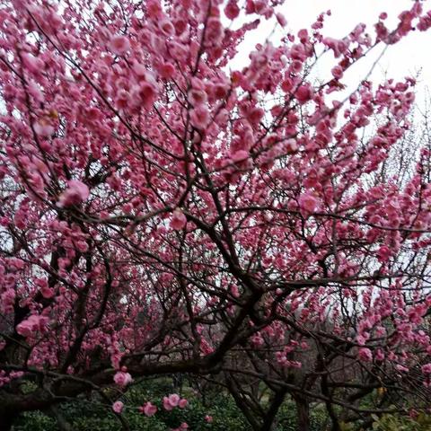 【寻找春天】漫游梅花山