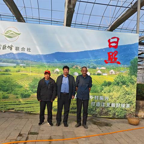 茶乡巨峰联合社茶叶基地今日很火热