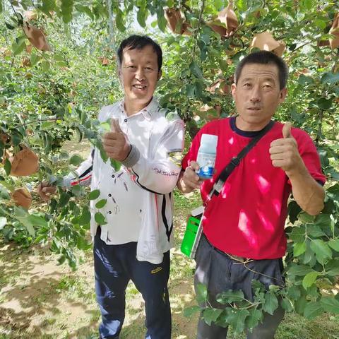 沃叶水溶肥之——延安苹果篇