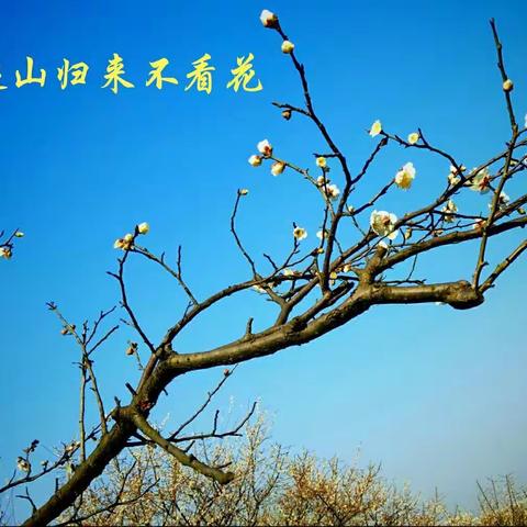 梅花忆我，我忆梅