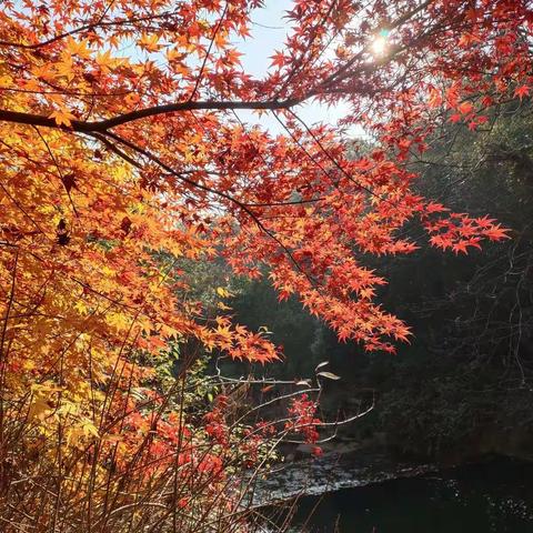 杭州《九溪烟树》观红叶