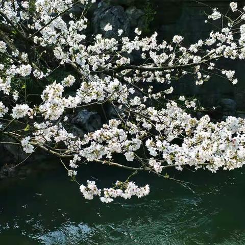 《花海太子湾》杭州2018