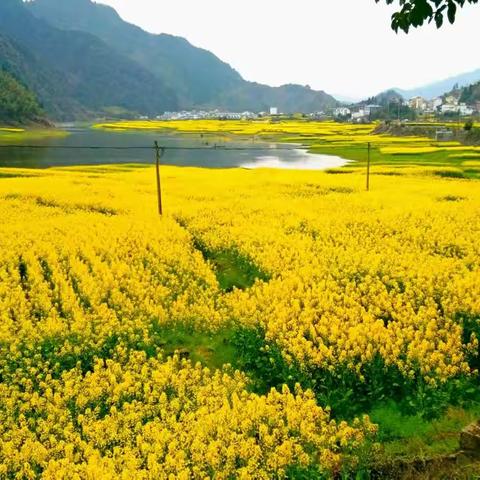 踏春2018《游新农村》