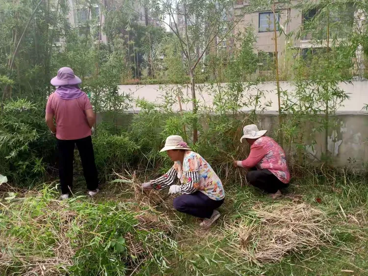 杂枝、枯草清理