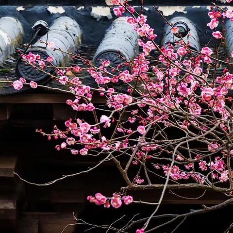 花开上海《广富林》