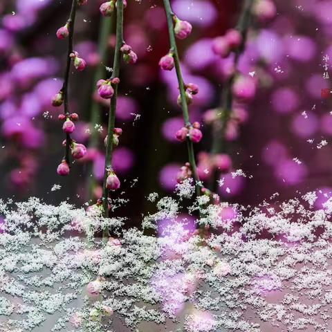 雪输梅花香一段香