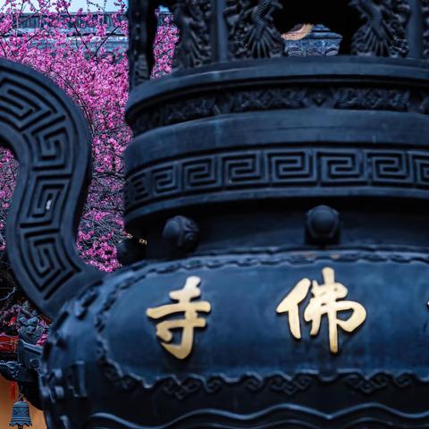 湖州铁佛寺的梅花