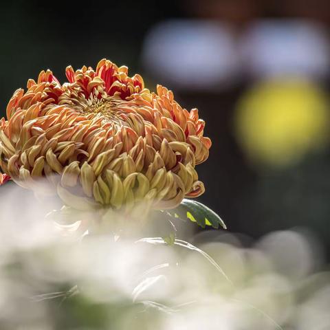 嘉定汇龙潭公园菊花展【2】缤纷的花儿
