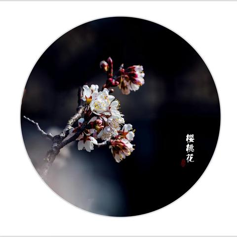 开在女神节的樱桃花