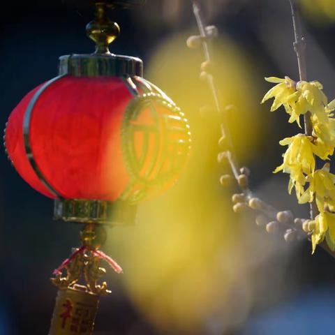 冬春那抹诱人的鹅黄