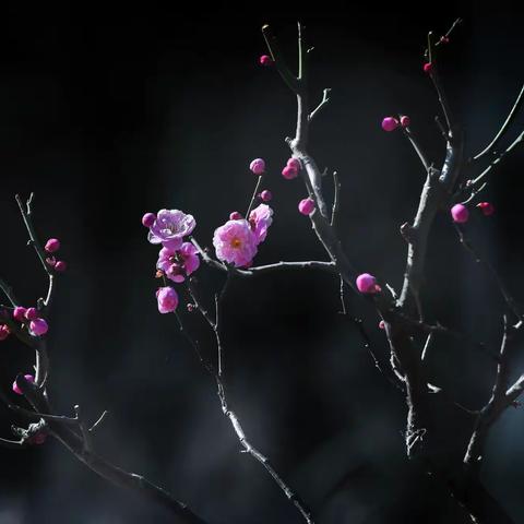 春梅绽放好运来