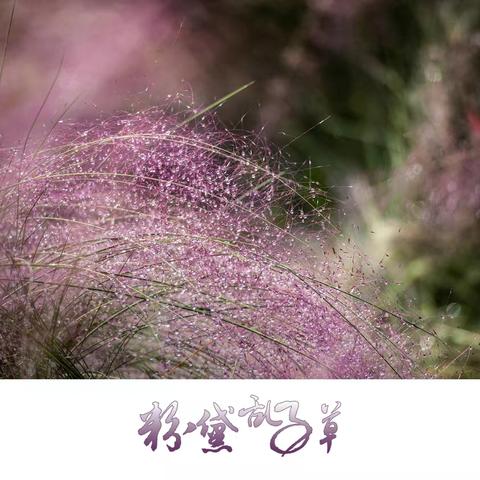 您见过挂满水珠的粉黛乱子草吗