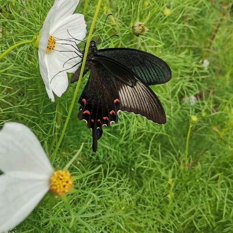 蝶恋花