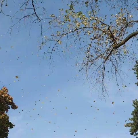 中三班叶叶相吸