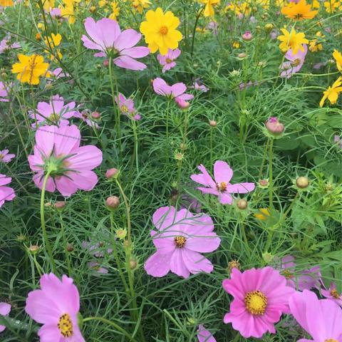 微笑如花-惊心秋色乱如花