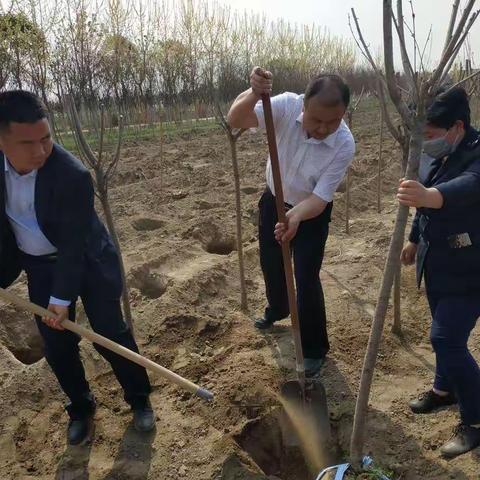 积极开展义务植树   保护秦岭生态环境