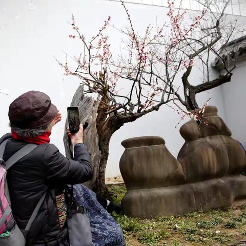 2024年2月28日至3月5日游江苏梅花山